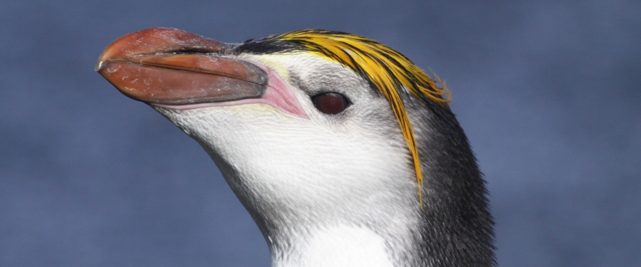 Birding Down Under